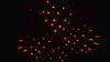 CR Lite Lighting Pack 3 Mix Laser Swarm Wash FX 4-in-1 DJ Disco Light + 400w Smoke Machine Liquid